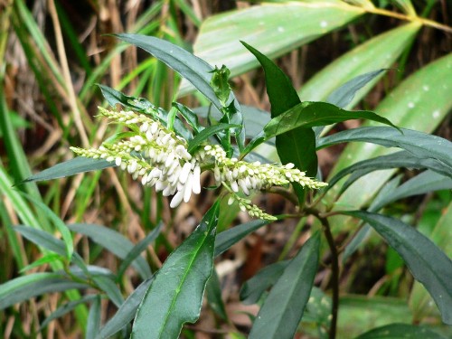 Không có ảnh